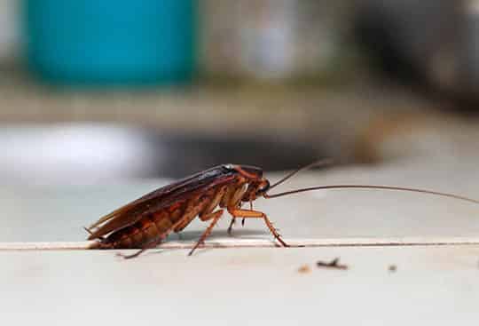 Cockroach Control Dubai