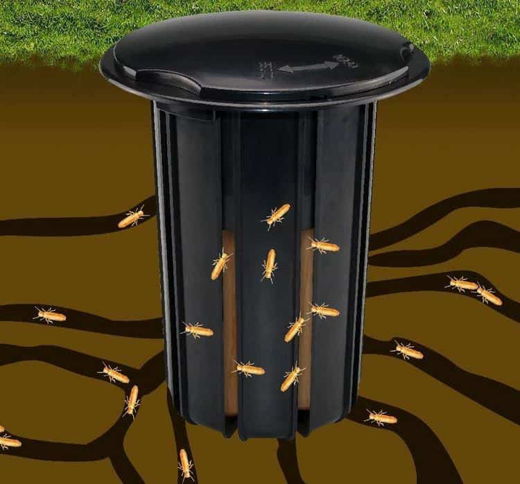 termite control traps