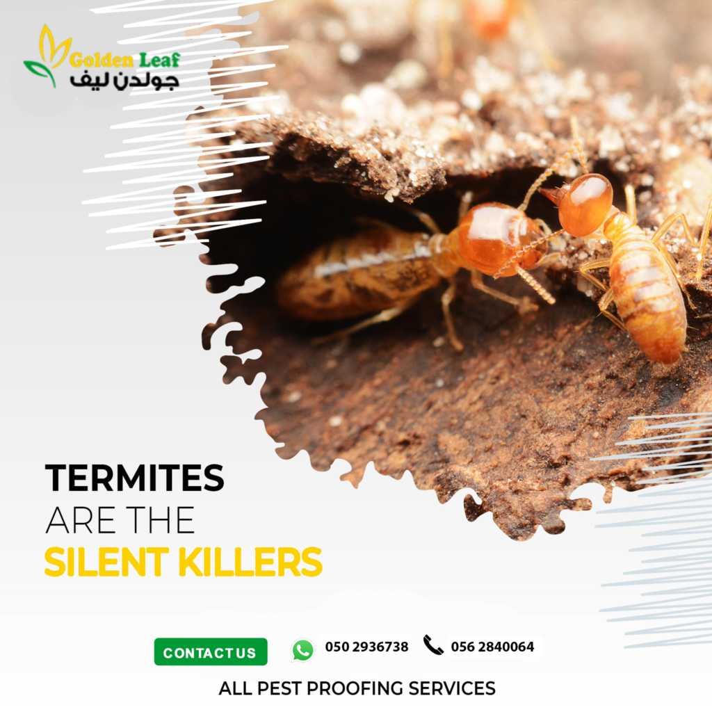 Anti Termite Control in Abu Dhabi