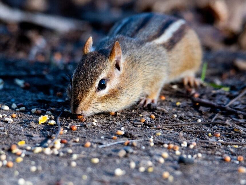 Rodent Control Dubai