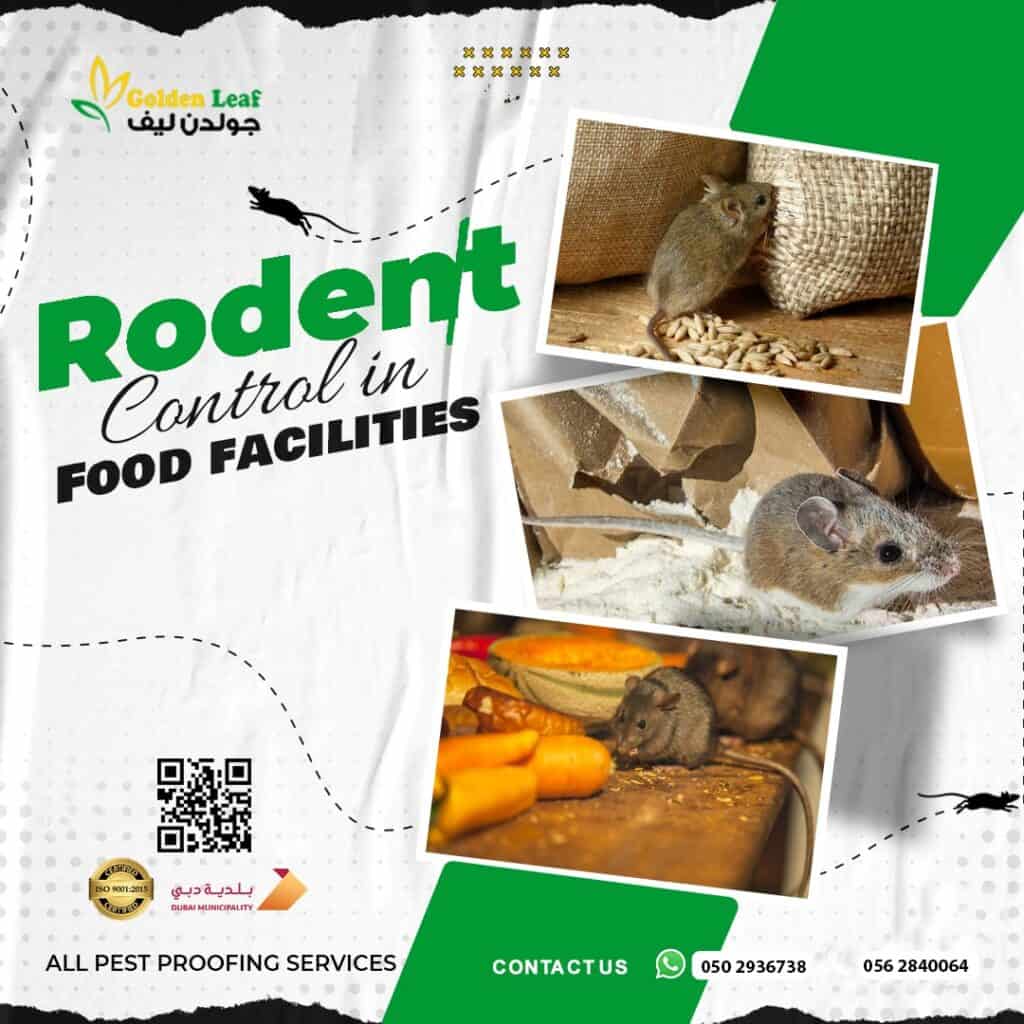 Rat Control Services Dubai UAE