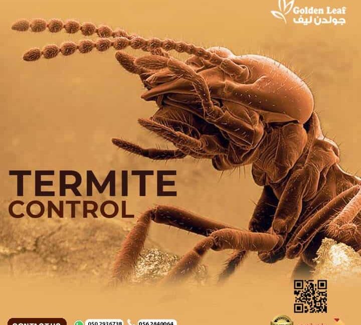 Termite Treatment Dubai