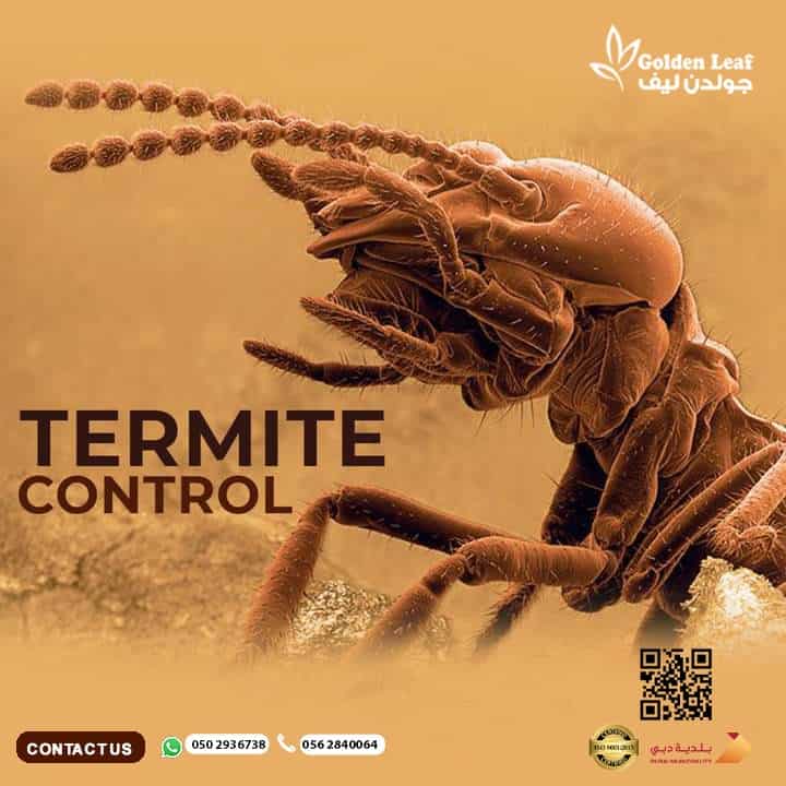 Termite Control Dubai - Pest Control Dubai