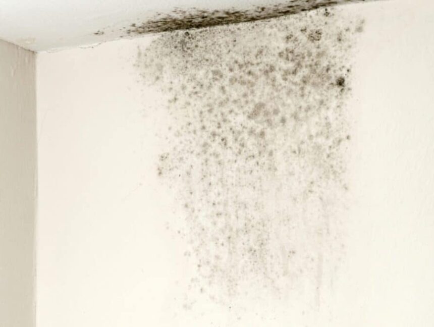 Mold Removal