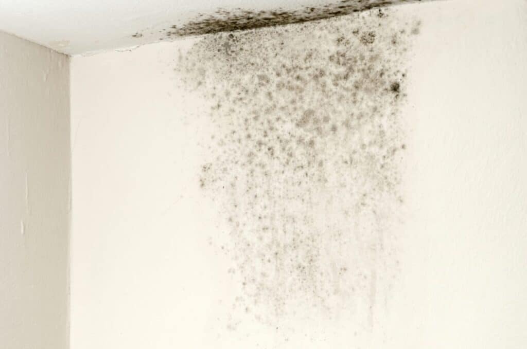 Wall Mold Removal Service in Dubai