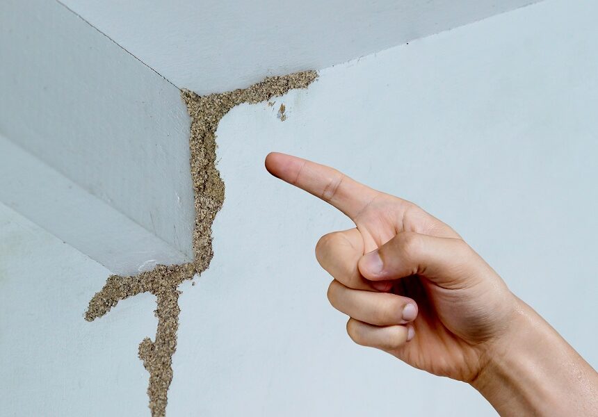 Termite Control Service in Sharjah