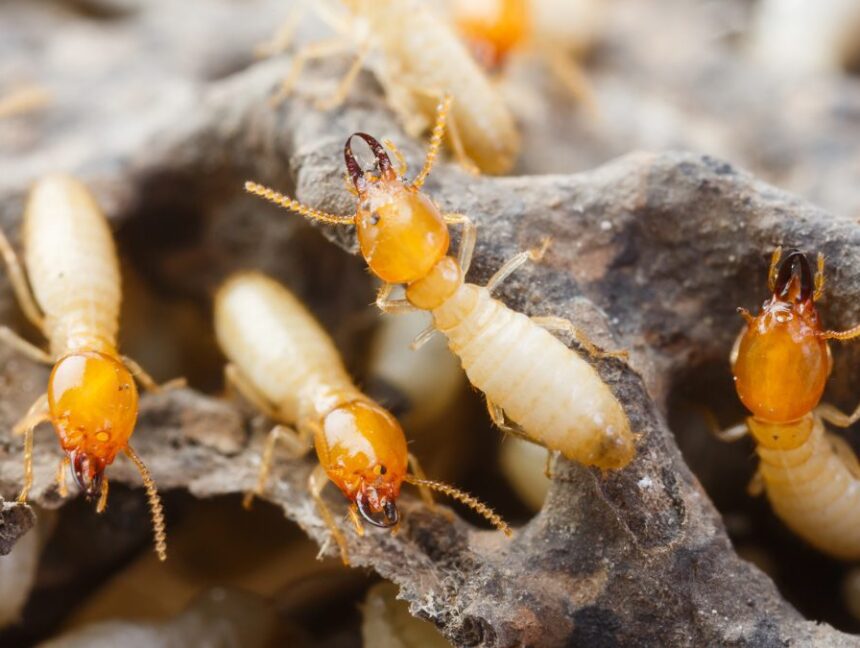 Anti-termite Control in Abu Dhabi